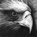 Link to Eagle Eye animation