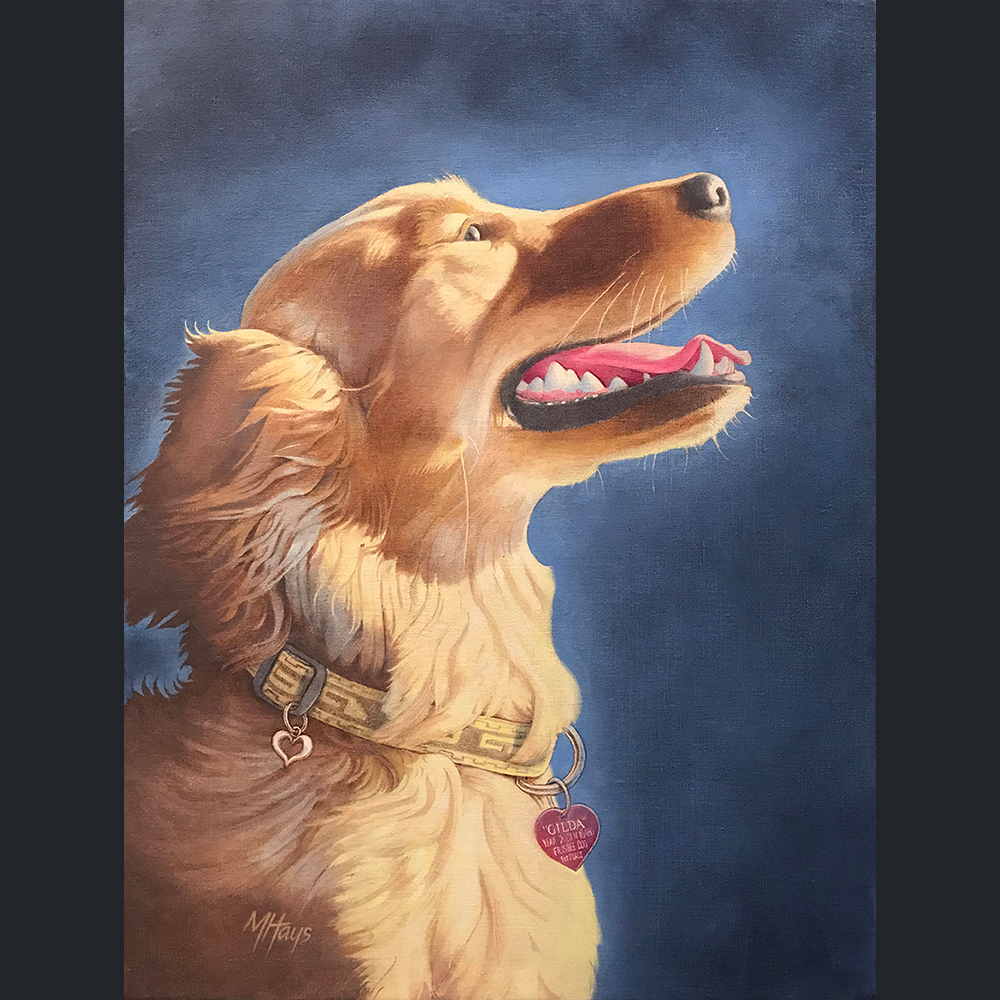 Portrait of Golden Retreaver